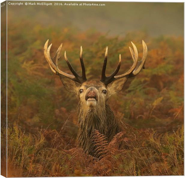 Stag Territory Canvas Print by Mark McElligott