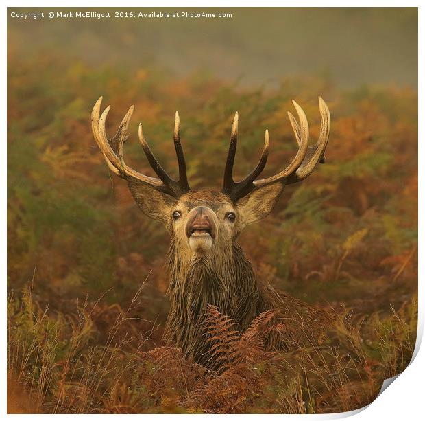 Stag Territory Print by Mark McElligott