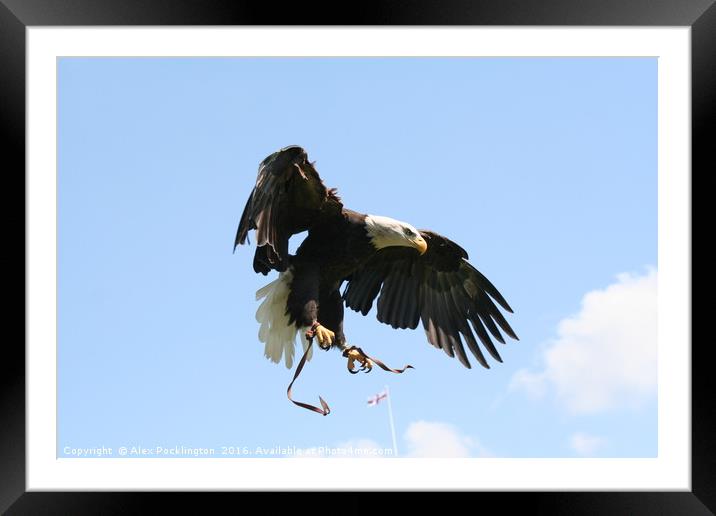 The Eagle is Landing Framed Mounted Print by Alex Pocklington