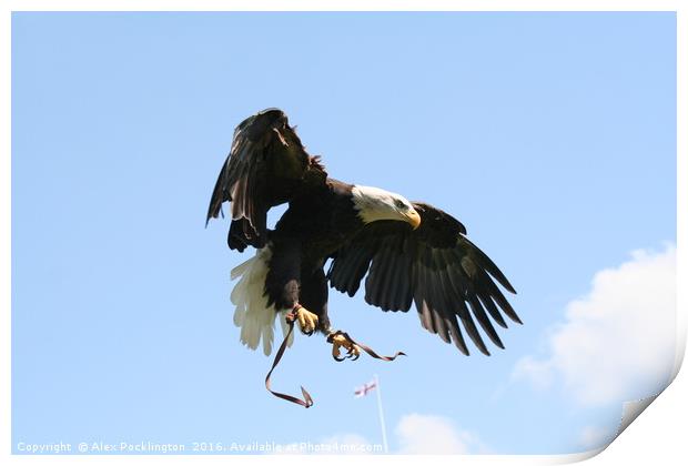 The Eagle is Landing Print by Alex Pocklington