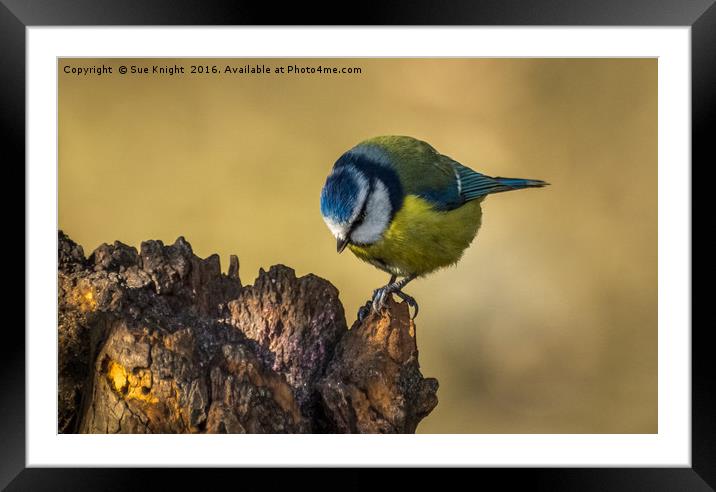 Blue Tit  Framed Mounted Print by Sue Knight