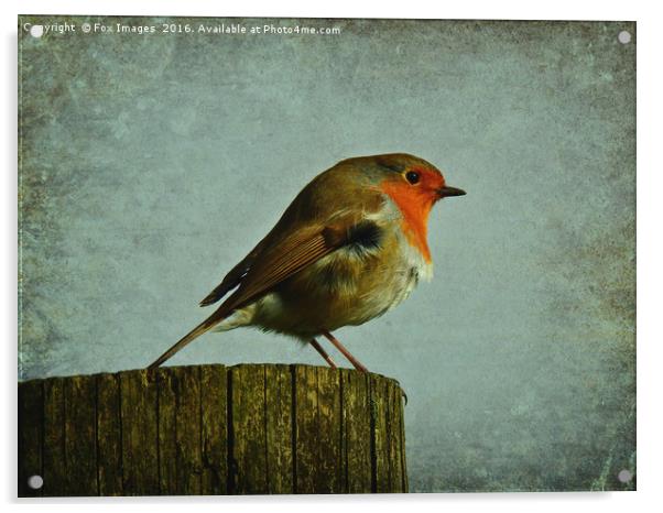Robin redbreast Acrylic by Derrick Fox Lomax