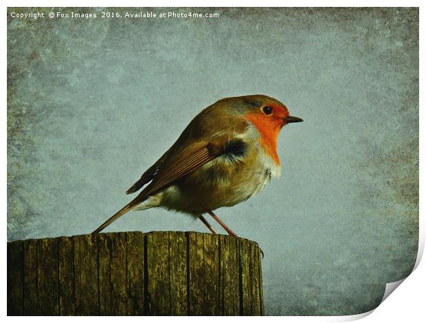 Robin redbreast Print by Derrick Fox Lomax