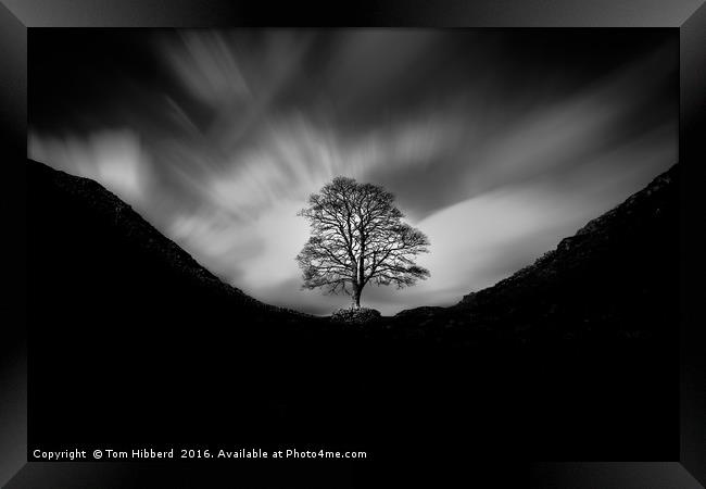 Sycamore Gap and the lonely tree Framed Print by Tom Hibberd