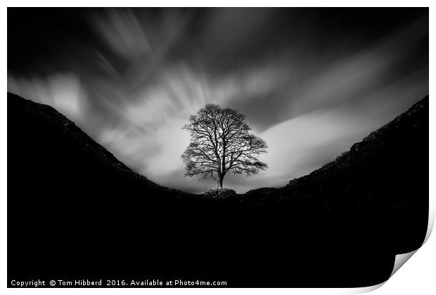 Sycamore Gap and the lonely tree Print by Tom Hibberd