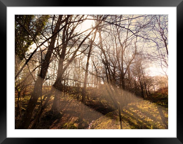 a sunlit coppice Framed Mounted Print by paul ratcliffe