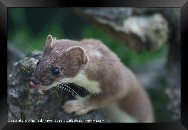 Hungry Stoat is Hungry Framed Print by Alex Pocklington