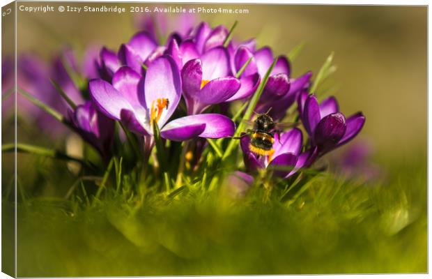 Crocuses with bumble bee Canvas Print by Izzy Standbridge