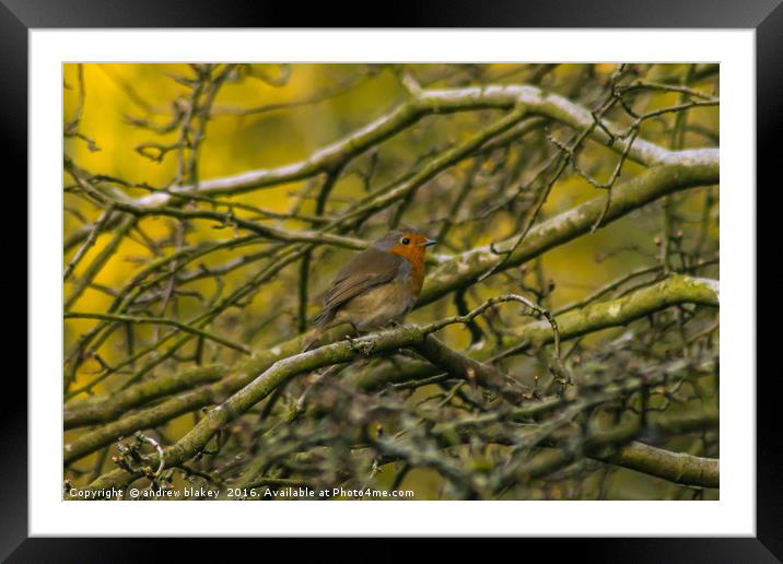 Robin in a tree Framed Mounted Print by andrew blakey