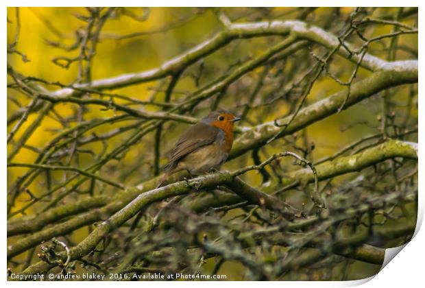 Robin in a tree Print by andrew blakey