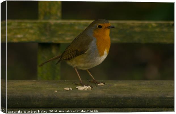 Robin on a Bench Canvas Print by andrew blakey