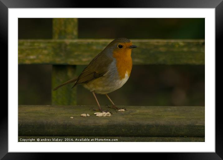 Robin on a Bench Framed Mounted Print by andrew blakey