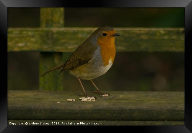 Robin on a Bench Framed Print by andrew blakey
