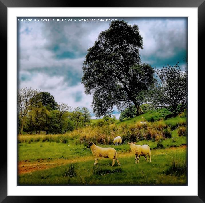 "SPRING LAMBS AND STORMY SKIES" Framed Mounted Print by ROS RIDLEY