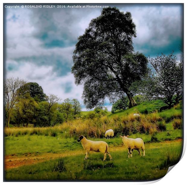 "SPRING LAMBS AND STORMY SKIES" Print by ROS RIDLEY