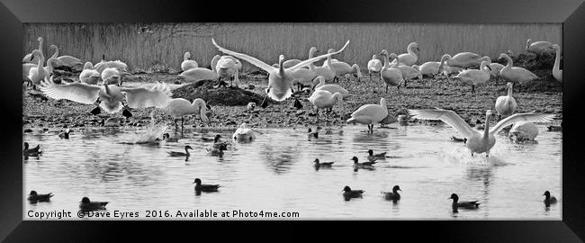 Splash: Three Swans Landing Framed Print by Dave Eyres