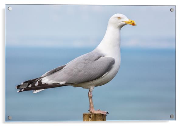 Seagull. Acrylic by Mark Godden