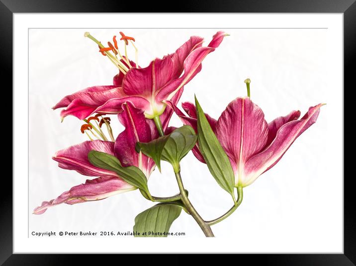 Lily On White Background. Framed Mounted Print by Peter Bunker