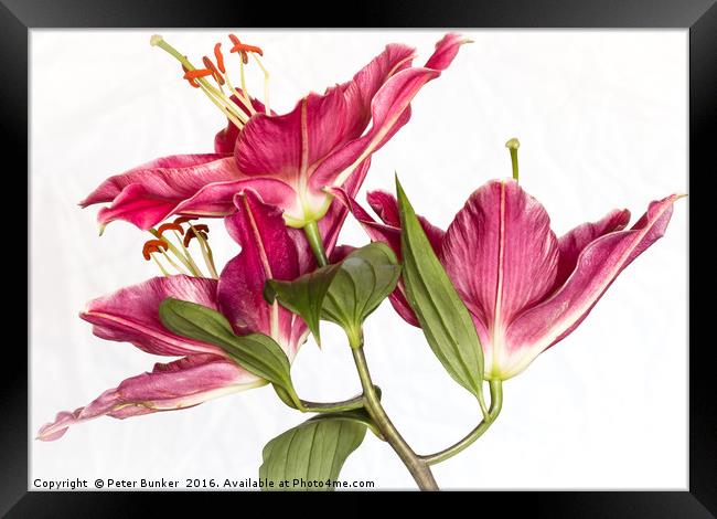 Lily On White Background. Framed Print by Peter Bunker