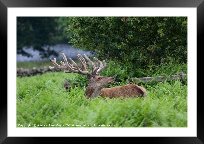 Red Deer Stag Framed Mounted Print by Andrew Paul Myers