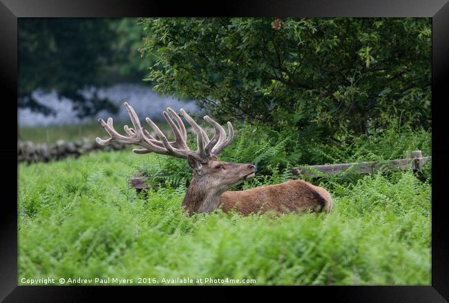 Red Deer Stag Framed Print by Andrew Paul Myers