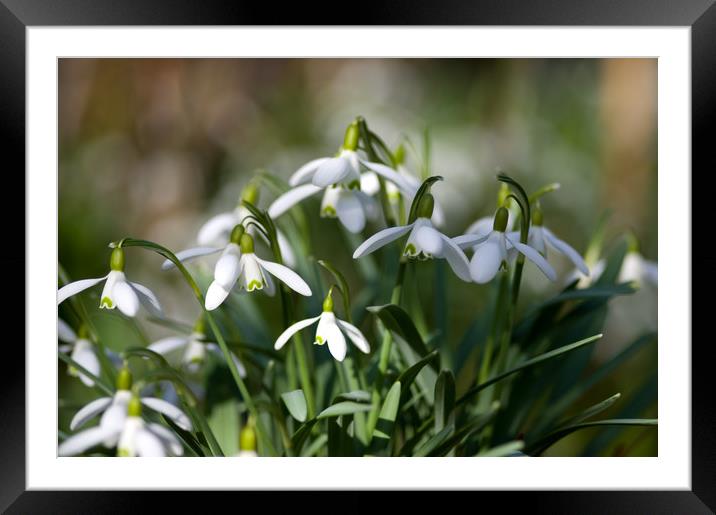 Spring Snowdrops Framed Mounted Print by Jacqi Elmslie