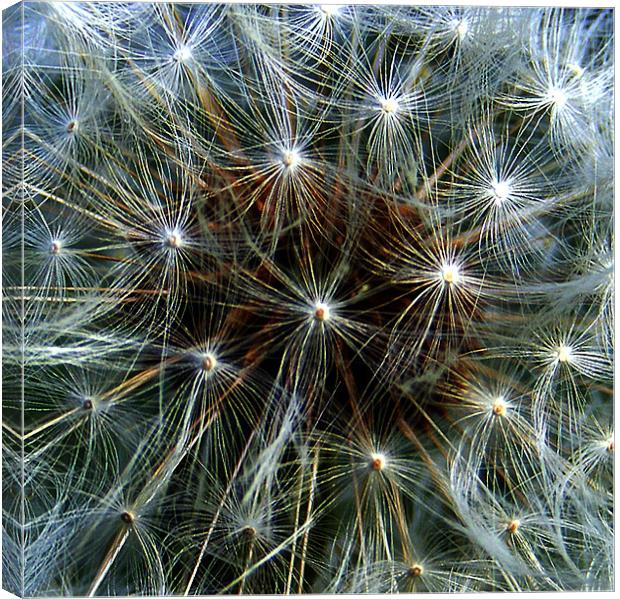 Abstract Dandelion Clock Canvas Print by val butcher