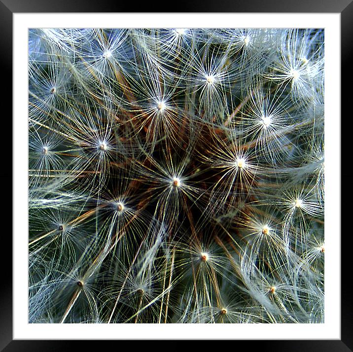 Abstract Dandelion Clock Framed Mounted Print by val butcher