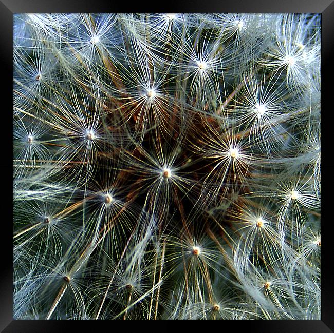 Abstract Dandelion Clock Framed Print by val butcher