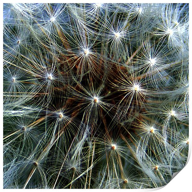 Abstract Dandelion Clock Print by val butcher