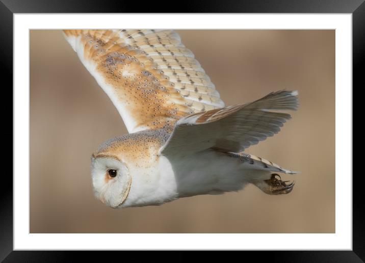 Barn Owl in Flight Framed Mounted Print by Ian Hufton