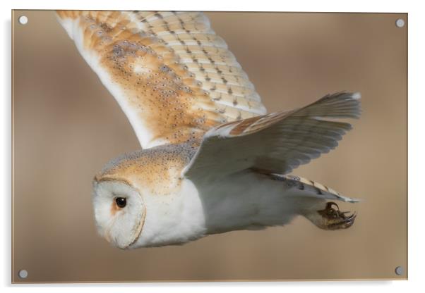 Barn Owl in Flight Acrylic by Ian Hufton