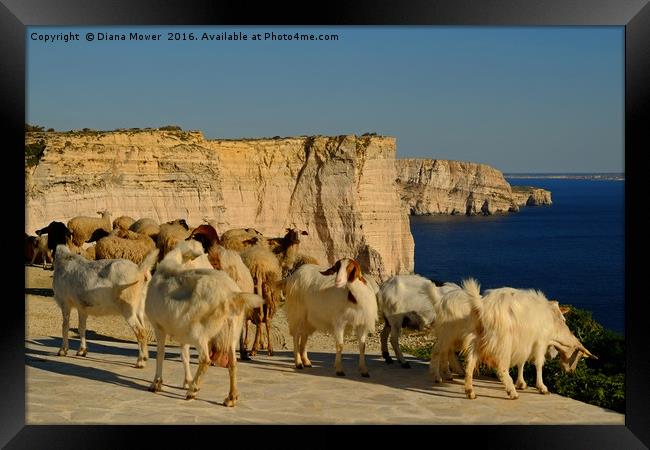 Goats on the Sanap Cliffs Gozo Framed Print by Diana Mower