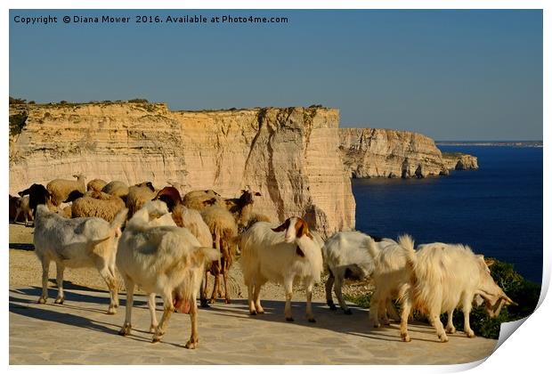 Goats on the Sanap Cliffs Gozo Print by Diana Mower