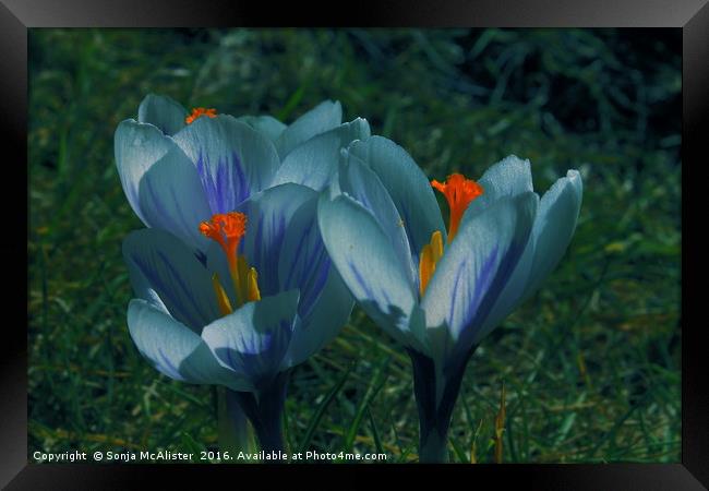 Crocus I/III Framed Print by Sonja McAlister