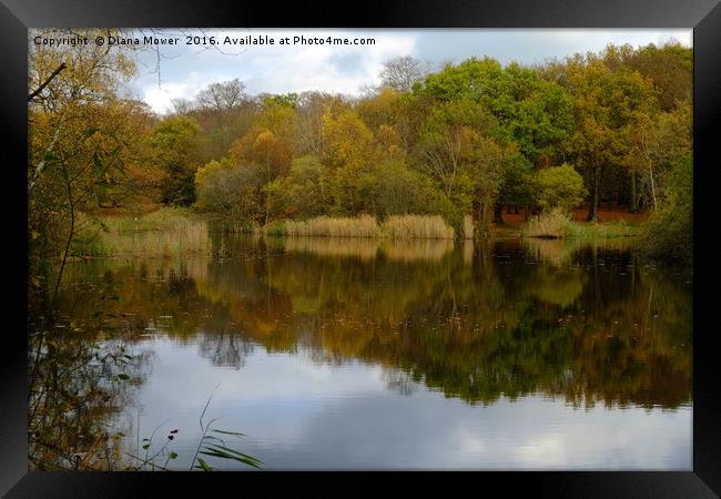 Wake Valley Pond Epping Framed Print by Diana Mower