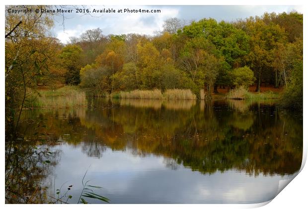 Wake Valley Pond Epping Print by Diana Mower