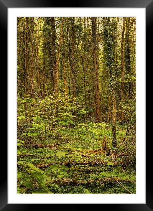 Woodland Glade Framed Mounted Print by Alan Pickersgill