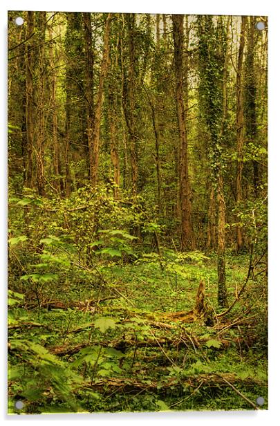 Woodland Glade Acrylic by Alan Pickersgill