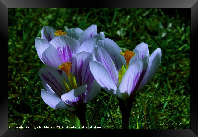 Crocus III/III Framed Print by Sonja McAlister