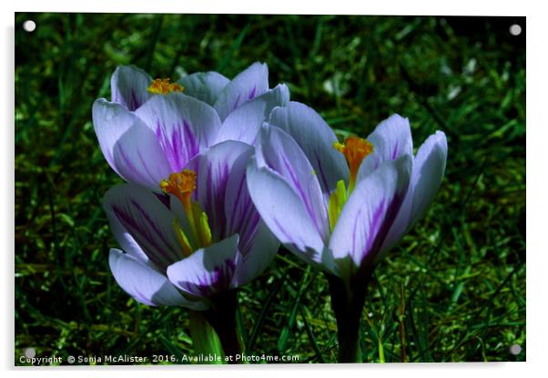 Crocus III/III Acrylic by Sonja McAlister