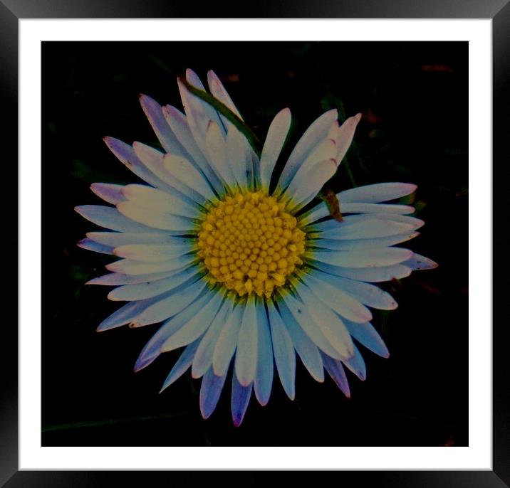 Daisy Daisy you are so Beautiful                   Framed Mounted Print by Sue Bottomley