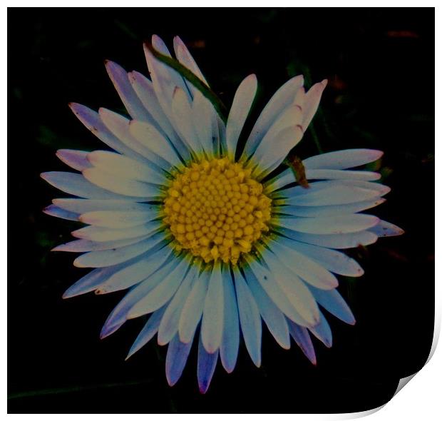 Daisy Daisy you are so Beautiful                   Print by Sue Bottomley