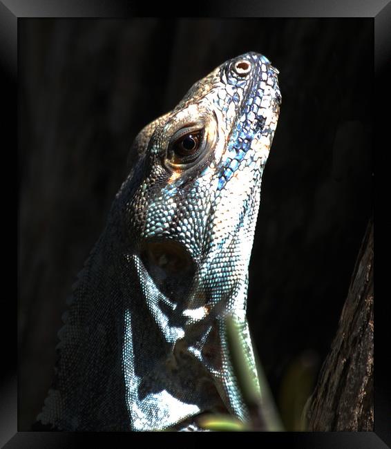 Close Up Lizard Framed Print by james balzano, jr.
