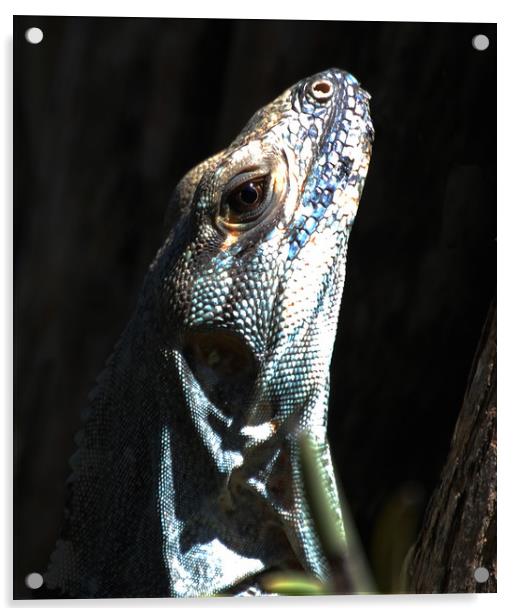 Close Up Lizard Acrylic by james balzano, jr.