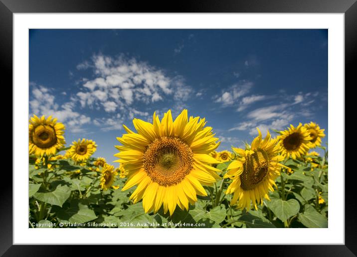 Sunflowers Framed Mounted Print by Vladimir Sidoropolev