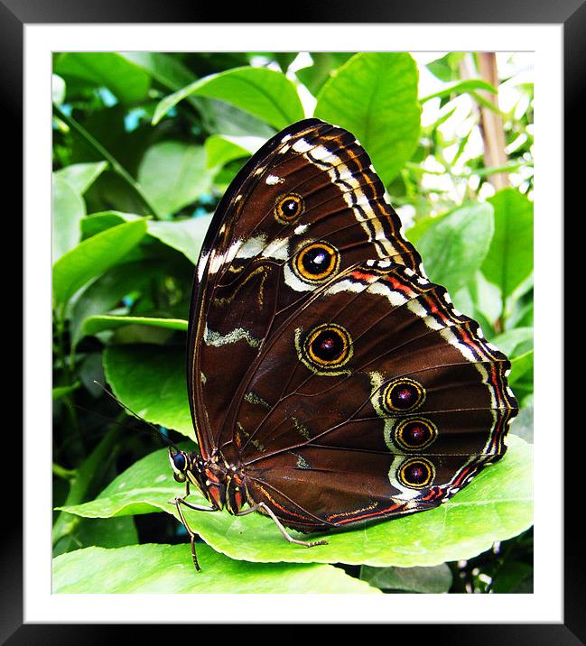 Butterfly Study2 Framed Mounted Print by val butcher