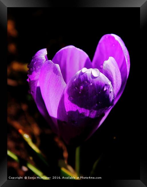 Crocus IV Framed Print by Sonja McAlister