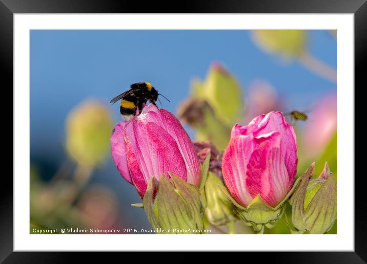 Flowers and bumblebee Framed Mounted Print by Vladimir Sidoropolev