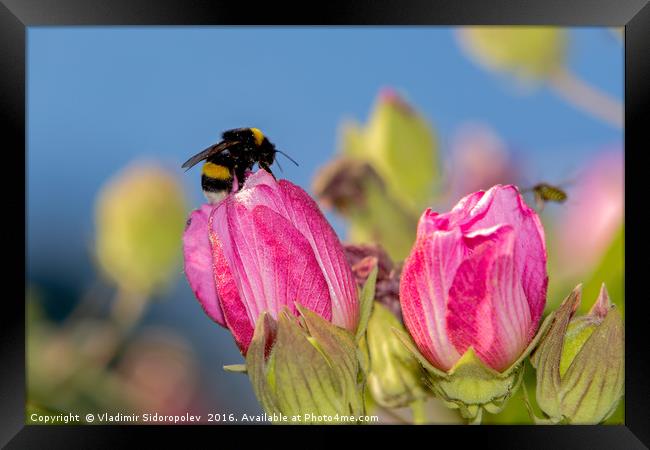 Flowers and bumblebee Framed Print by Vladimir Sidoropolev